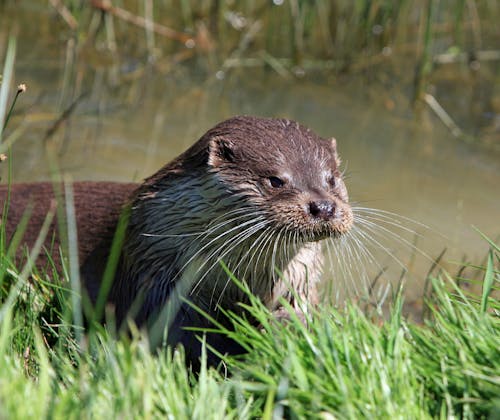 beest, dier, dieren in het wild